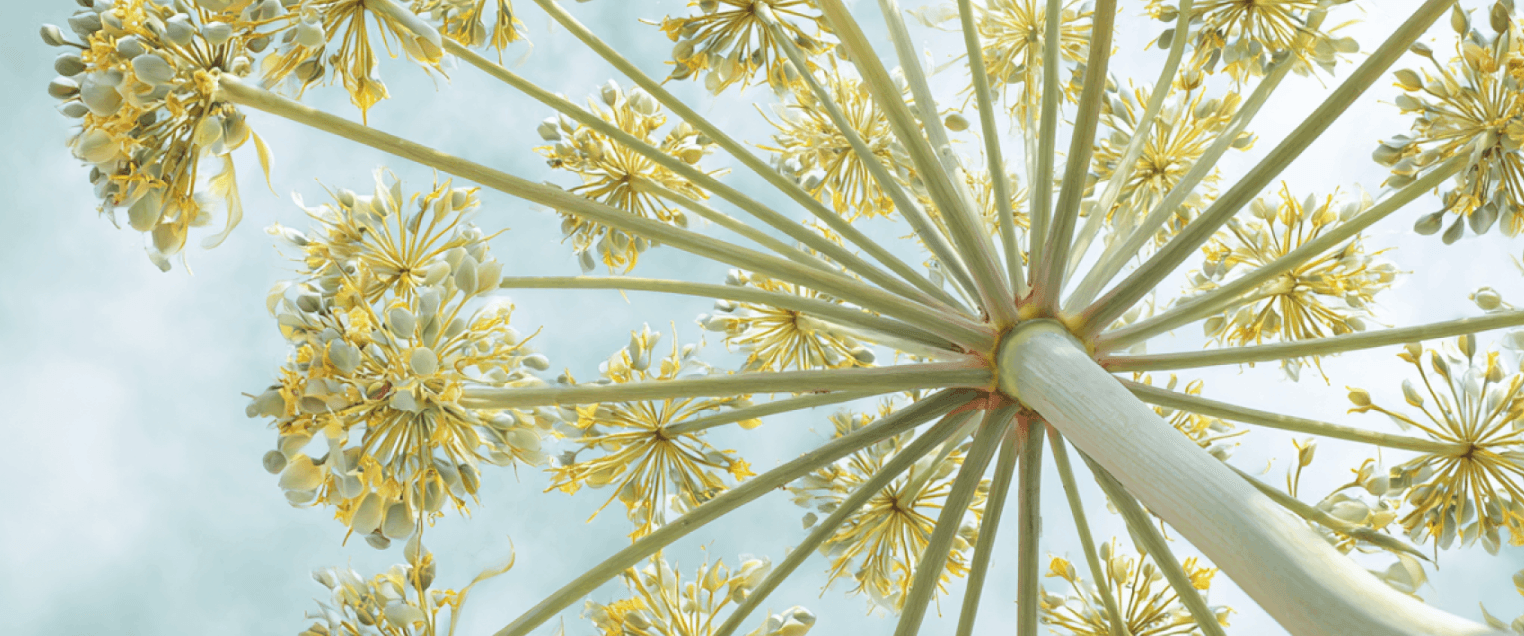 company cover image